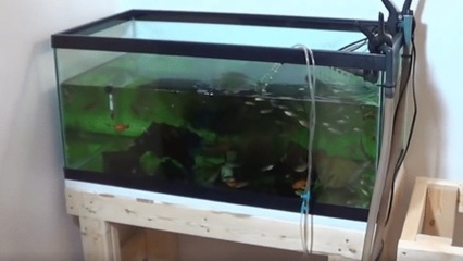 电脑模拟鱼缸