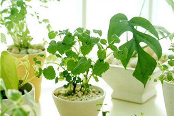 什么植物防电脑