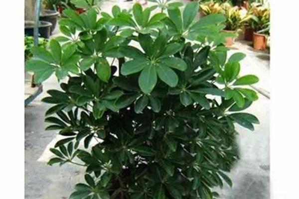 什么植物防电脑