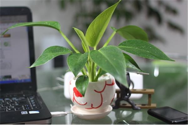 什么植物防电脑