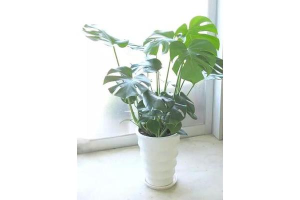 什么植物防电脑