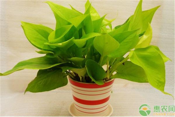 什么植物防电脑
