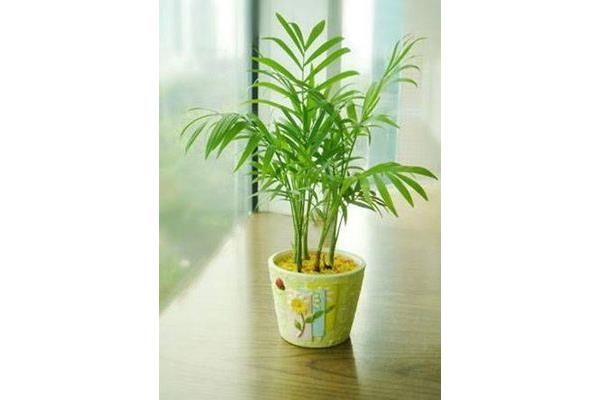 什么植物防电脑
