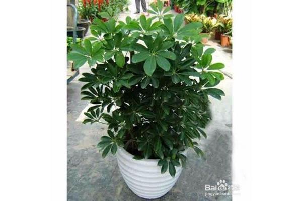 什么植物防电脑