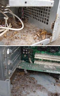 电脑主机爆炸焦了