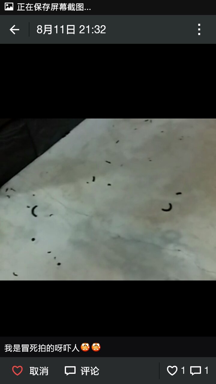 电脑屏幕 死虫子