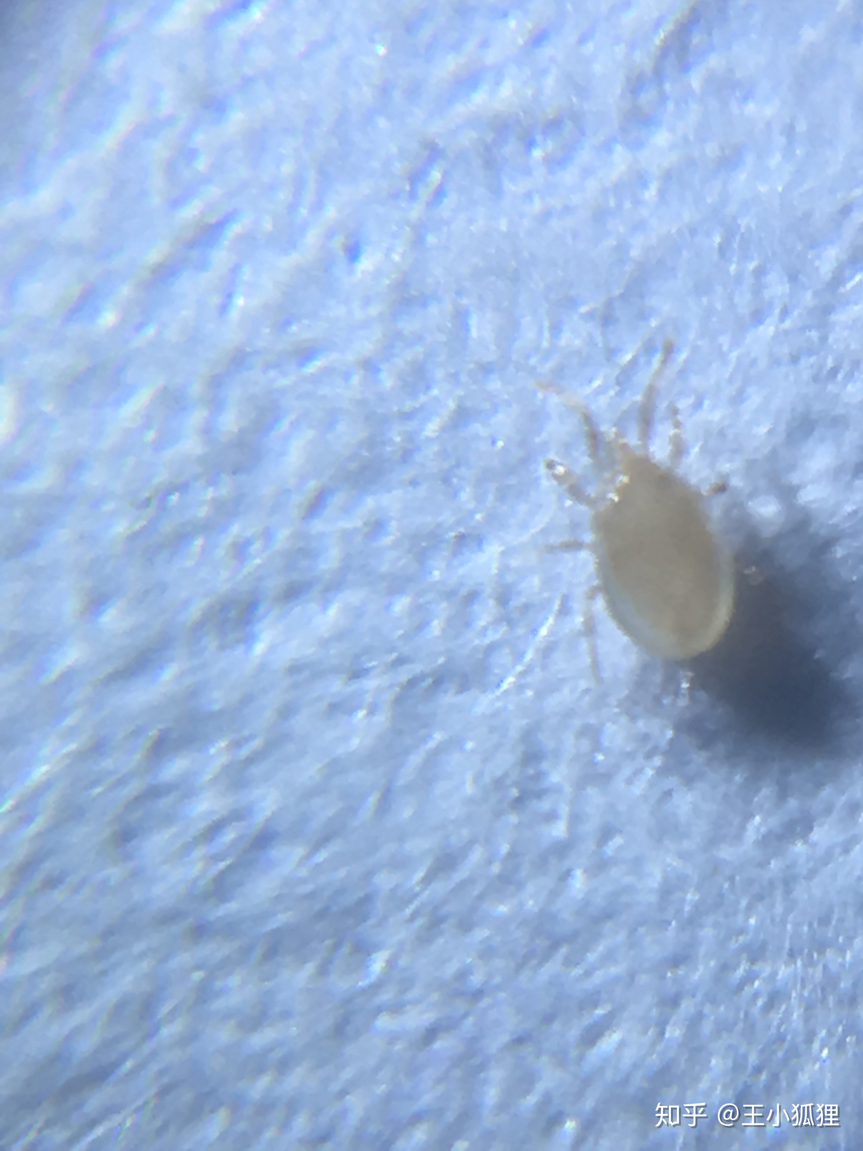 电脑屏幕 死虫子